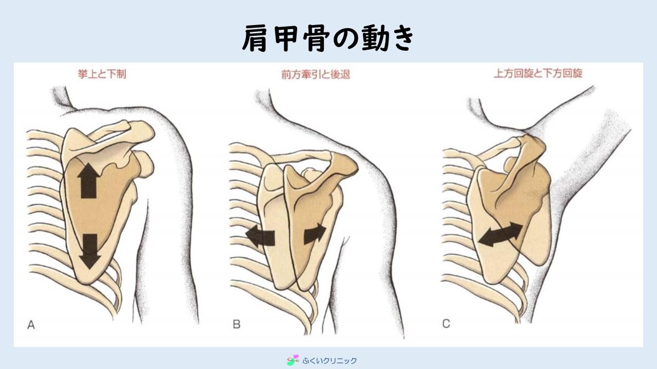 さわやか体操 6月 肩甲骨を自由に動かす お知らせ トピックス 内科 循環器内科 人工透析 のふくいクリニック