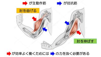 主動作筋拮抗筋.jpg