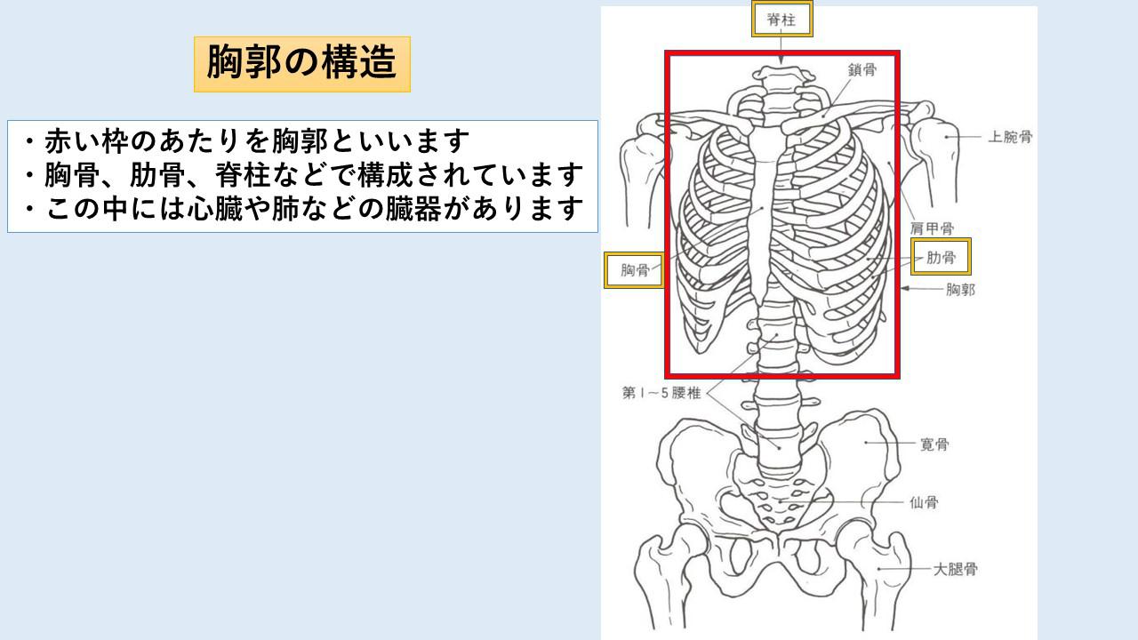 さわやか体操 10月 胸郭の動きを取り戻す お知らせ トピックス 内科 循環器内科 人工透析 のふくいクリニック